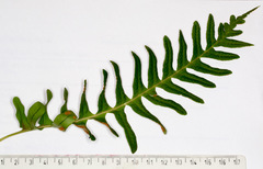 Polypodium interjectum