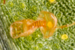 Polypodium interjectum