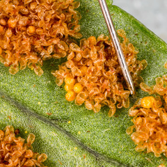 Polypodium interjectum