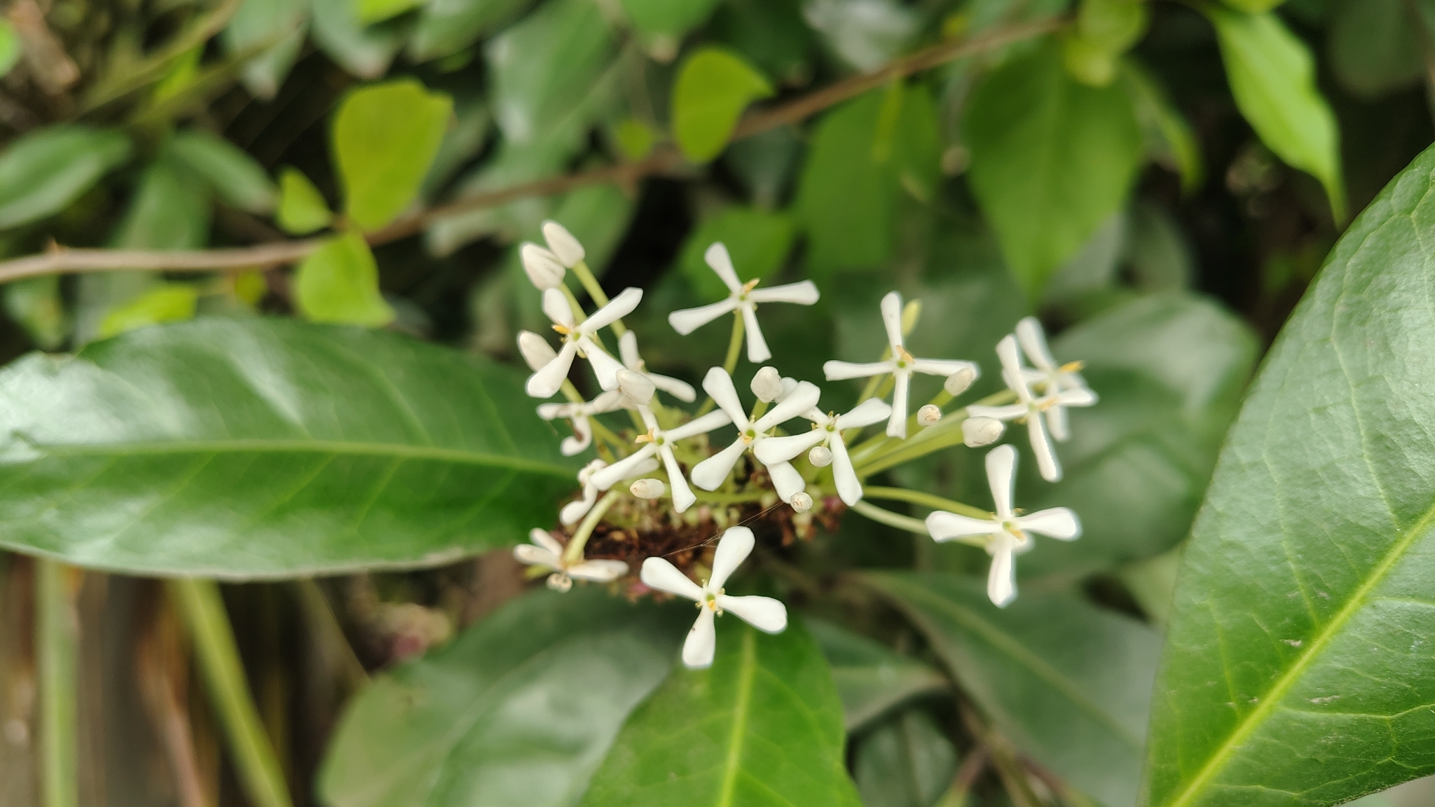 Ixora Finlaysoniana (Ixora finlaysoniana)