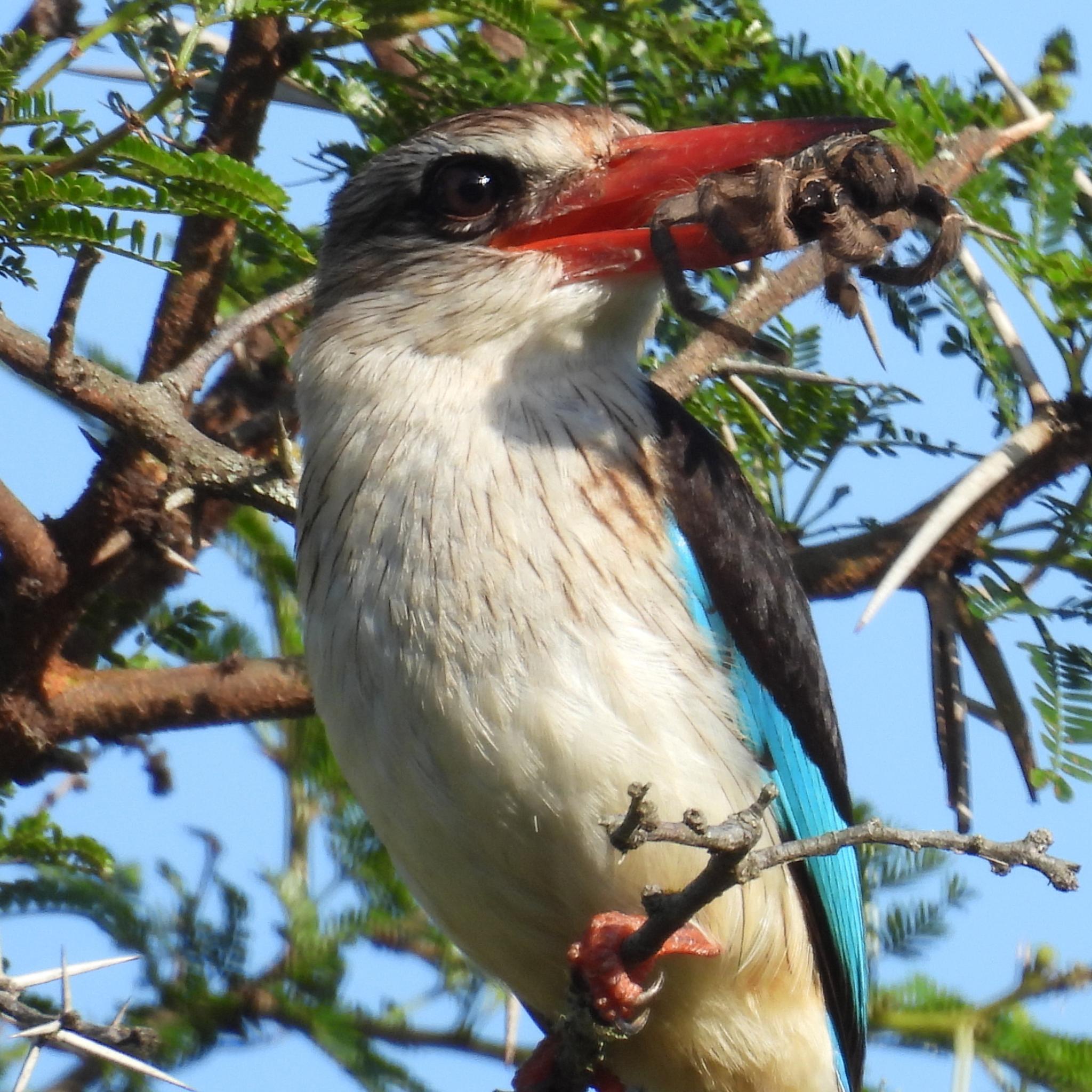 Brown-hooded Kingfisher (Halcyon albiventris)
