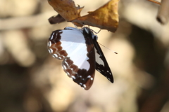 Stiboges nymphidia