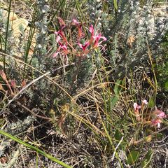 Pelargonium trifoliolatum