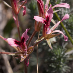 Pelargonium trifoliolatum