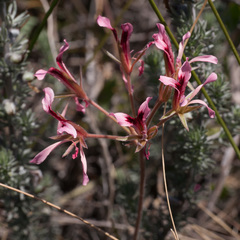 Pelargonium trifoliolatum
