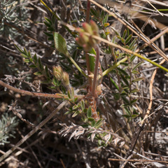 Pelargonium trifoliolatum