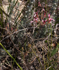 Pelargonium trifoliolatum