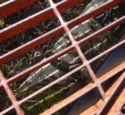 Australian Elapids (inc. Sea Snakes) sighting