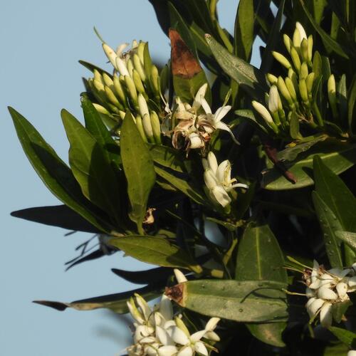 Pavetta lanceolata, photograph 4