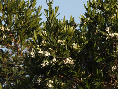 Pavetta lanceolata, photograph 1