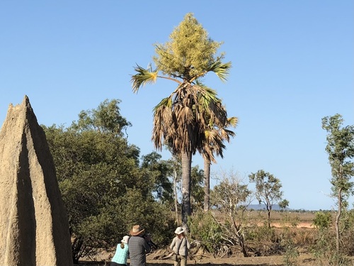 gebang palm (Corypha utan)