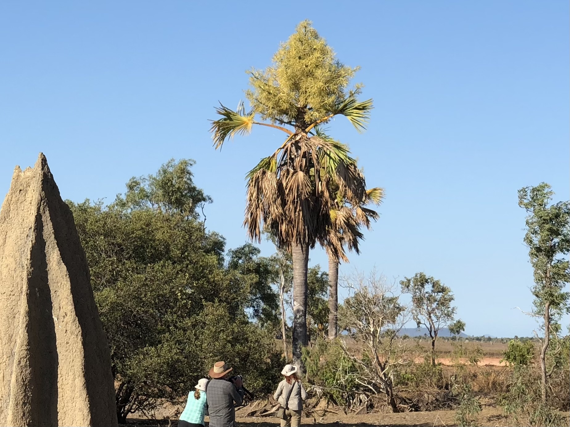 Gebang Palm (Corypha utan)