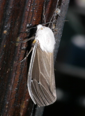 Creatonotos kishidai