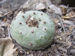 Lophophora diffusa