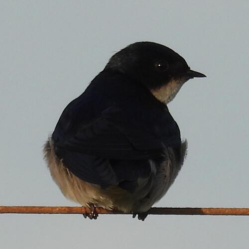 Pearl-breasted Swallow (Hirundo dimidiata), photo 7
