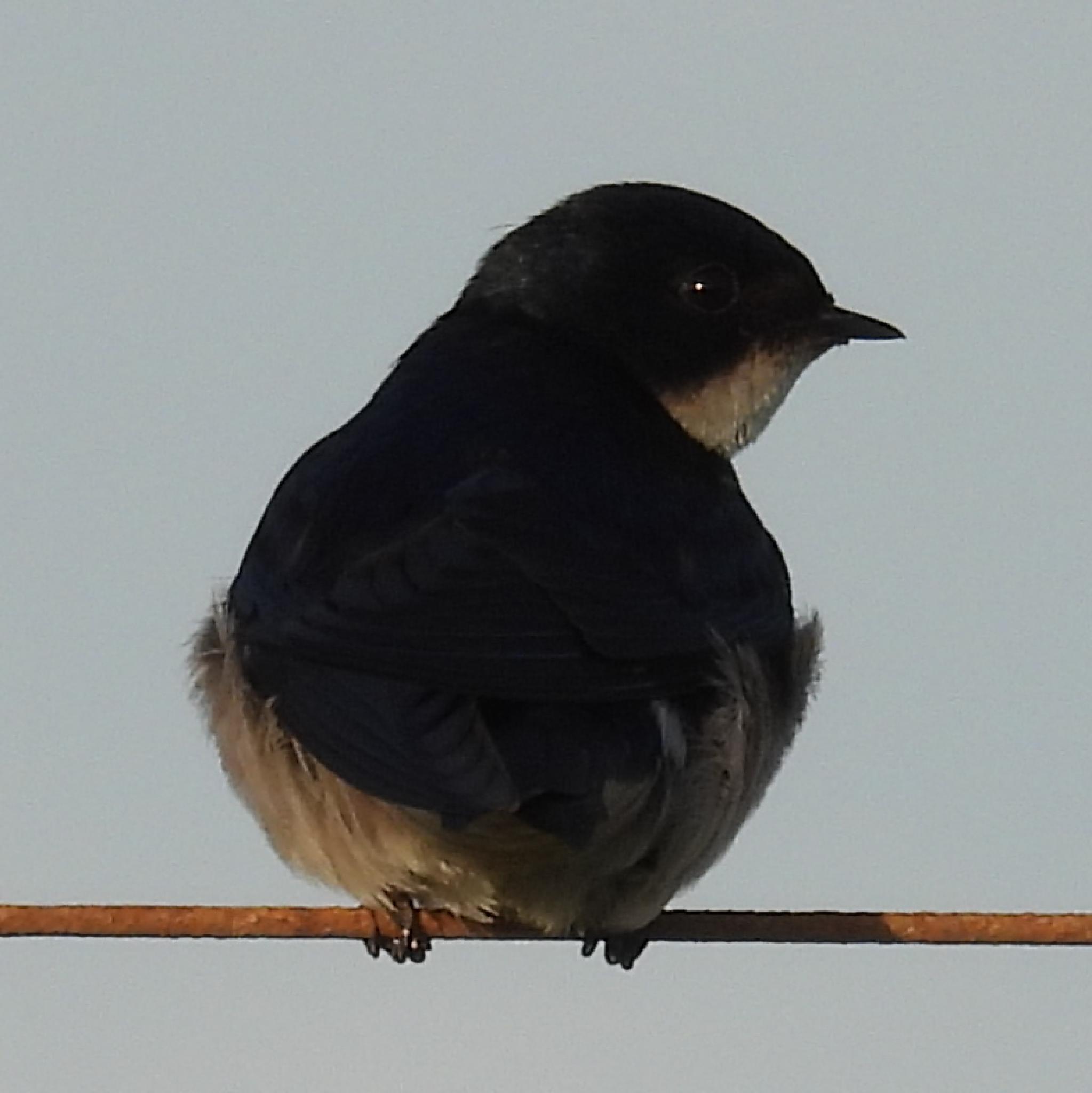 Pearl-breasted Swallow illustration