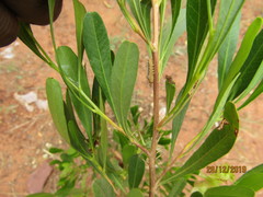 Dodonaea viscosa var. angustifolia image