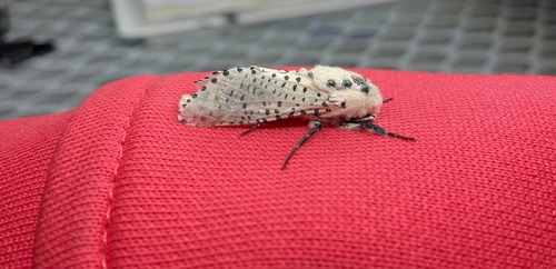 Wood Leopard Moth