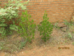 Dodonaea viscosa var. angustifolia image