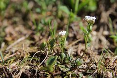 Cardamine resedifolia