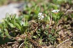 Cardamine resedifolia