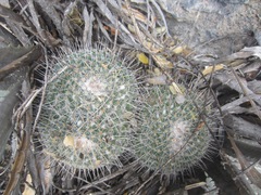 Mammillaria parkinsonii