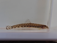 Ariake Stripe Spined Loach photo 2