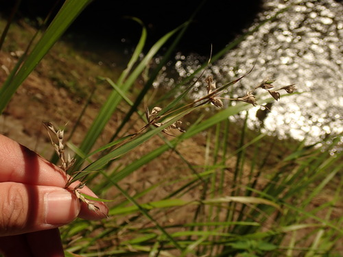 Glutene-rice Grass (Apluda mutica)
