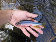 Japanese Dark Chub photo 3