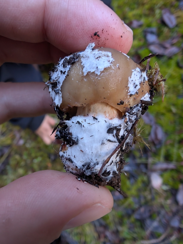 Amanita pantherinoides · October 2025 · photo: © simonele (iNaturalist, cc-by)
