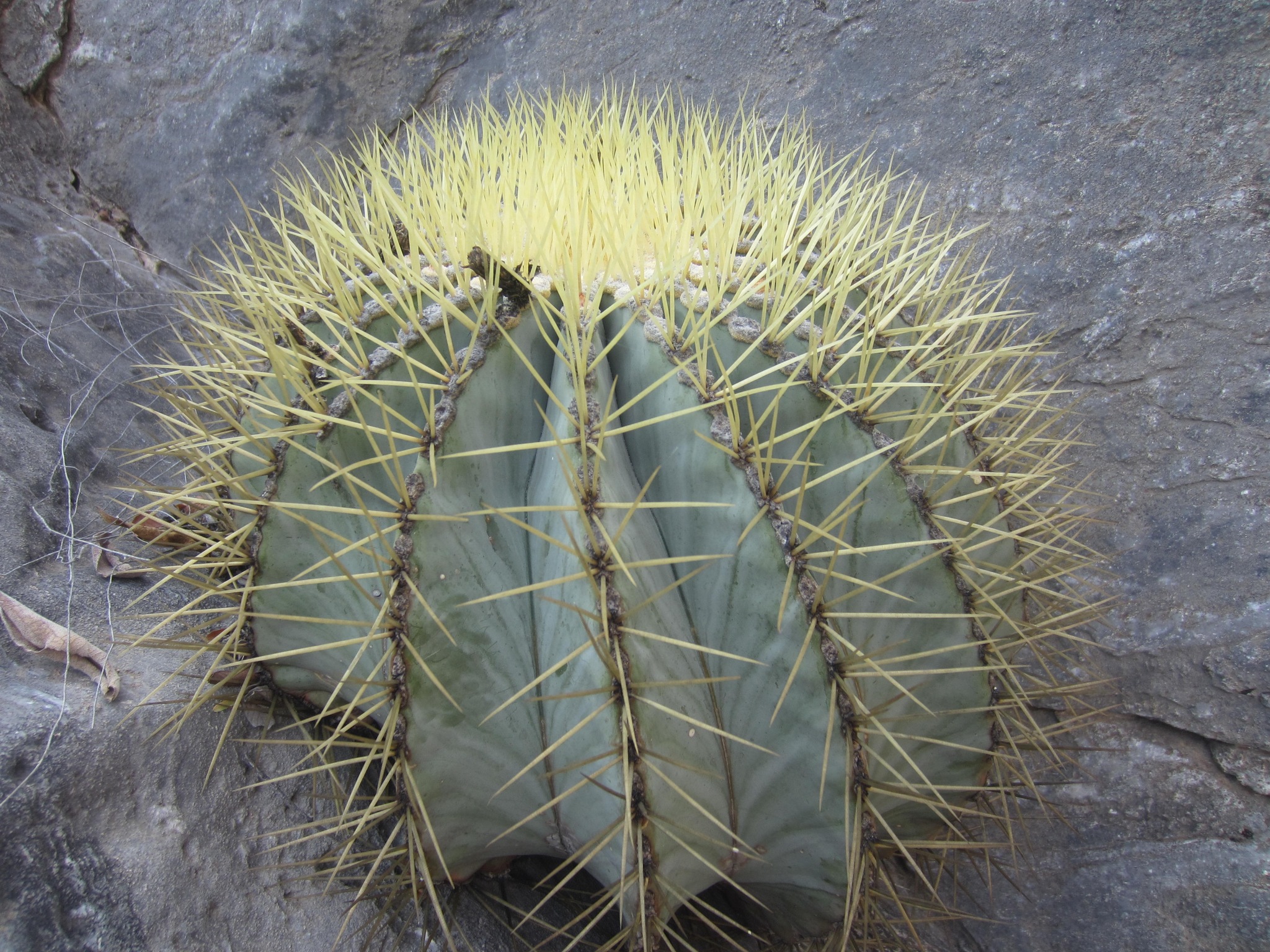 Fotos de cactus de barril glaucoFotos de cactus de barril glauco  