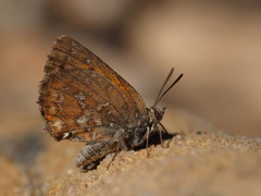 Aloeides thyra