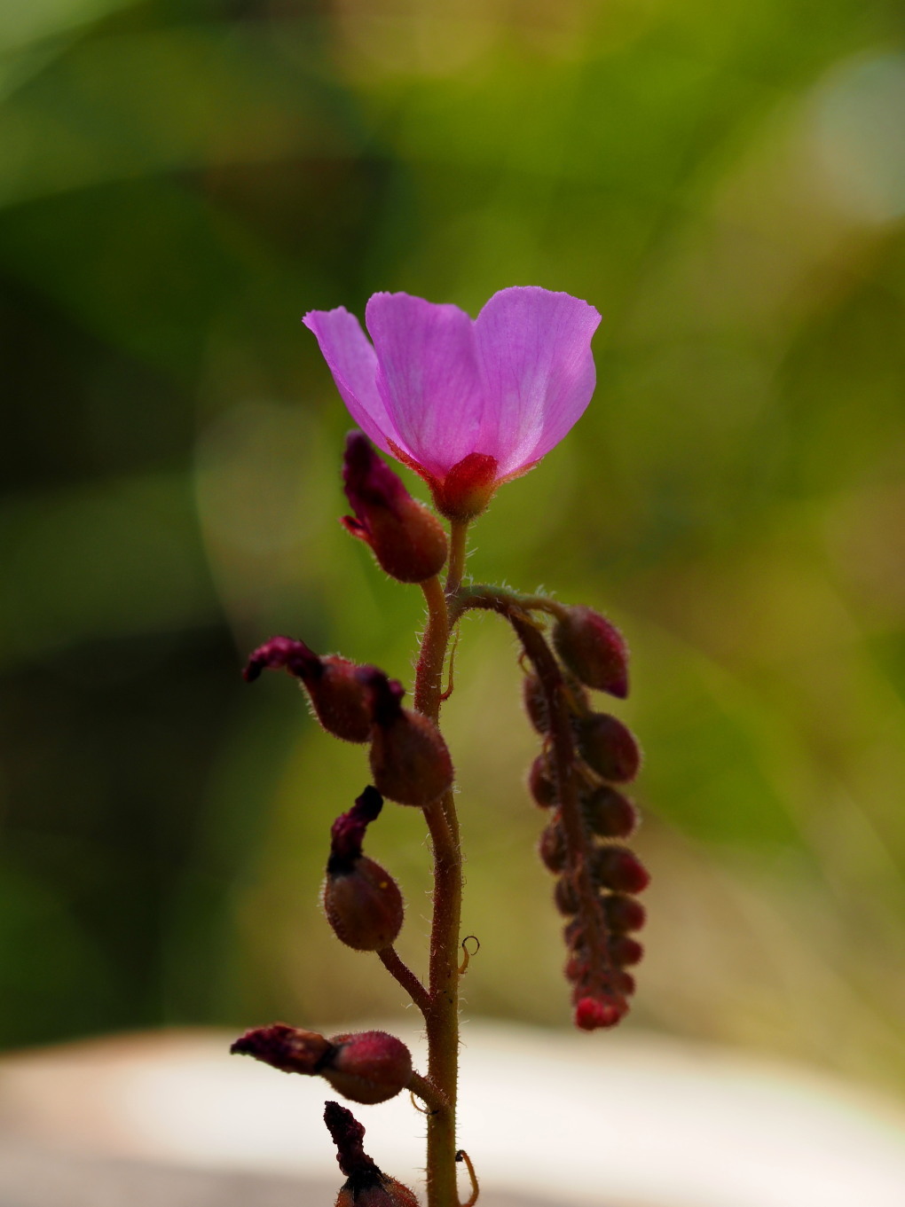 Drosera capensis 'Broad Leaf' 2