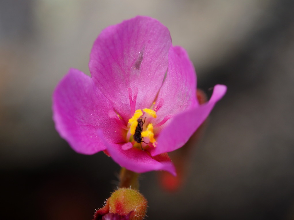 Drosera capensis 'Long Leaf'