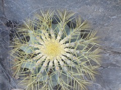 Ferocactus glaucescens
