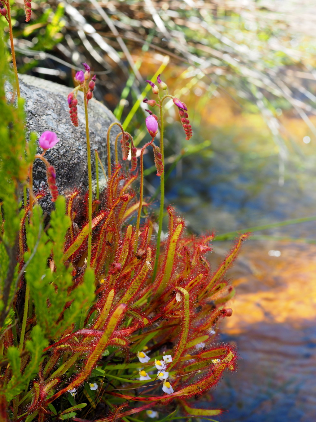 Drosera capensis 'Broad Leaf'
