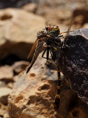 Phyllomacromia picta