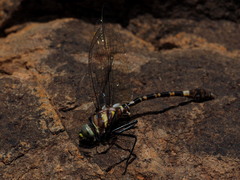 Phyllomacromia picta