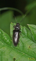 Hemicrepidius hirtus