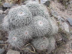 Mammillaria parkinsonii