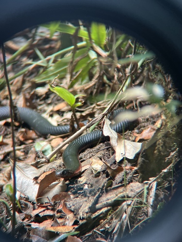 Red-bellied Black Snake sighting
