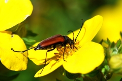 Anastrangalia dubia