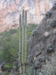 Cephalocereus polylophus