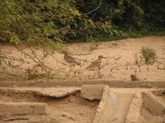 Burhinus senegalensis