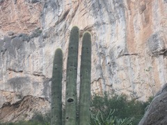 Cephalocereus polylophus