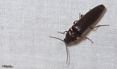 Melanotus castanipes