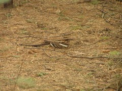 Caprimulgus climacurus