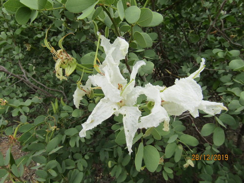 Image of Bauhinia macrantha by (c) Murphy Tladi, some rights reserved (CC BY)