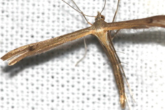 Stenoptilia lutescens