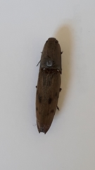 Conoderus fuscofasciatus